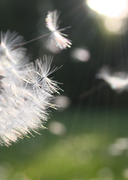 It’s Hay fever season!