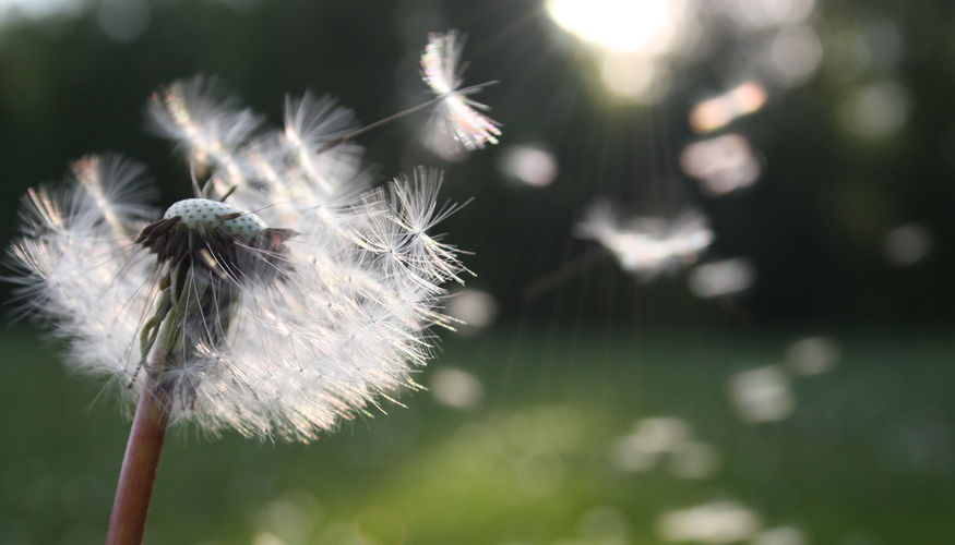 It’s Hay fever season!