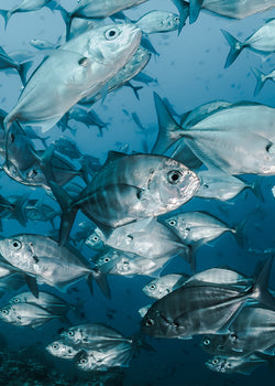 The cleanest source of collagen-6 reasons to choose marine collagen