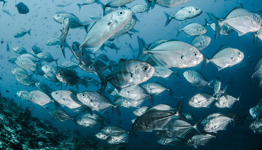 The cleanest source of collagen-6 reasons to choose marine collagen