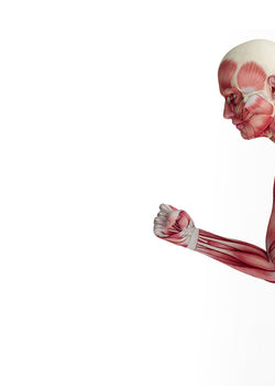 Collagen for muscles and heart health