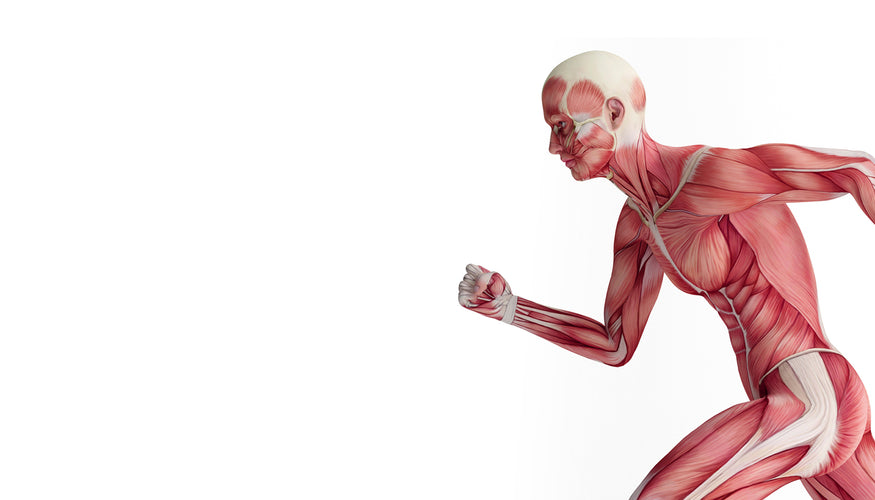 Collagen for muscles and heart health