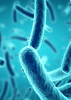 Probiotics Benefits, Foods & Supplements — a Vital Part of Any Diet