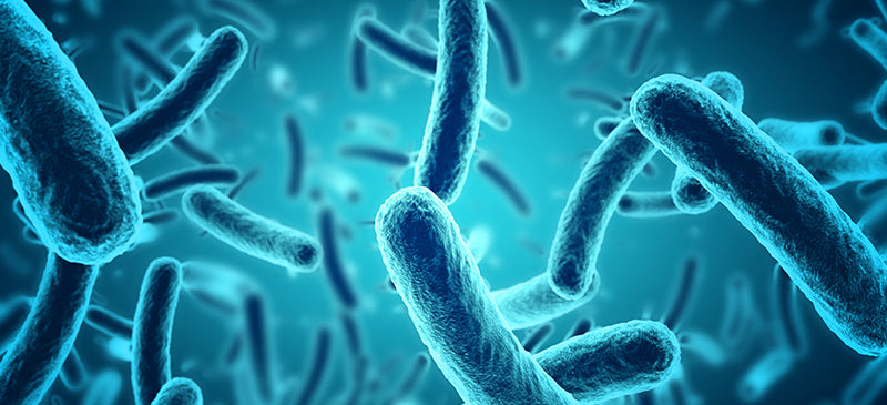 Probiotics Benefits, Foods & Supplements — a Vital Part of Any Diet